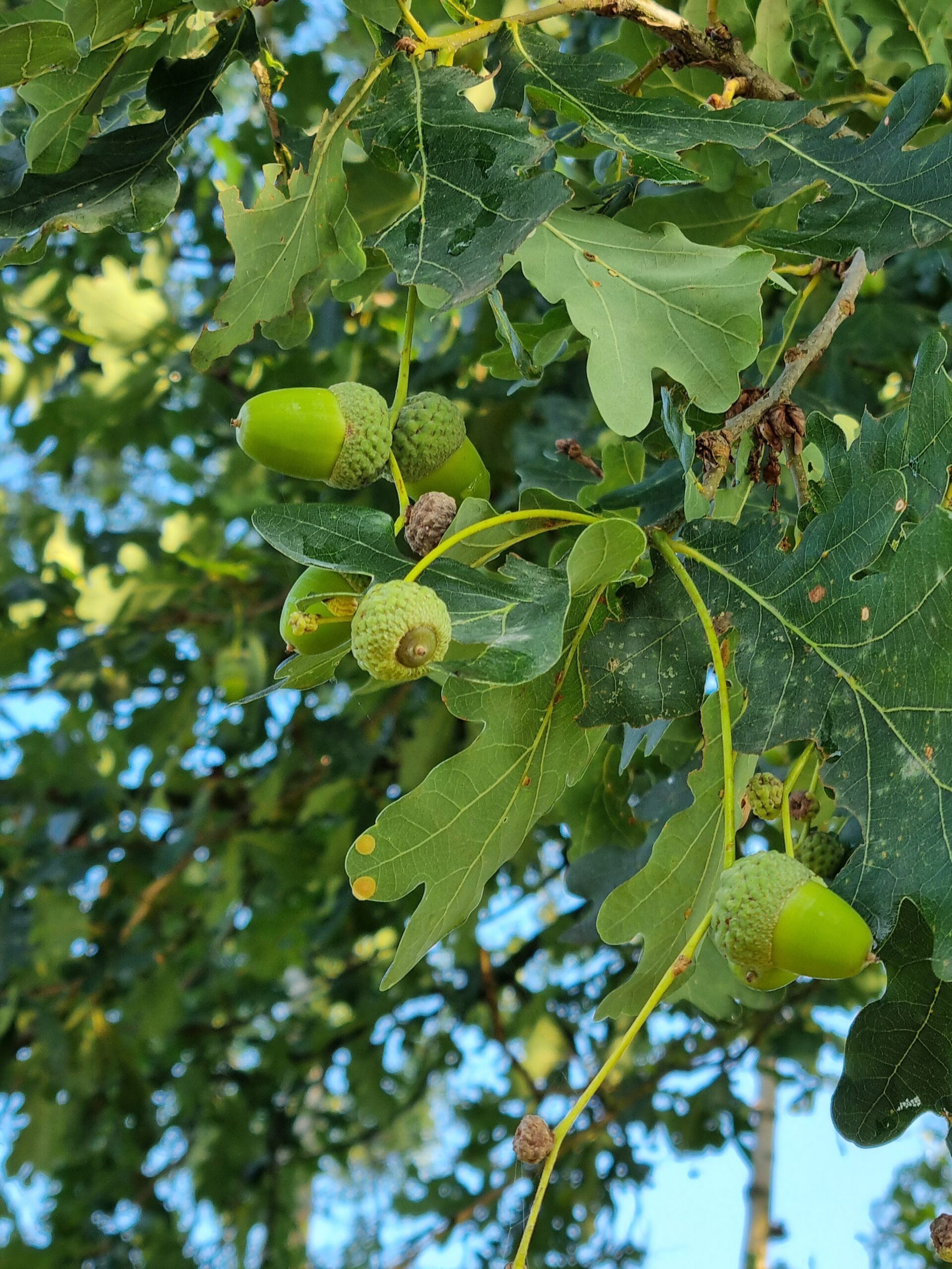 eikenboom
